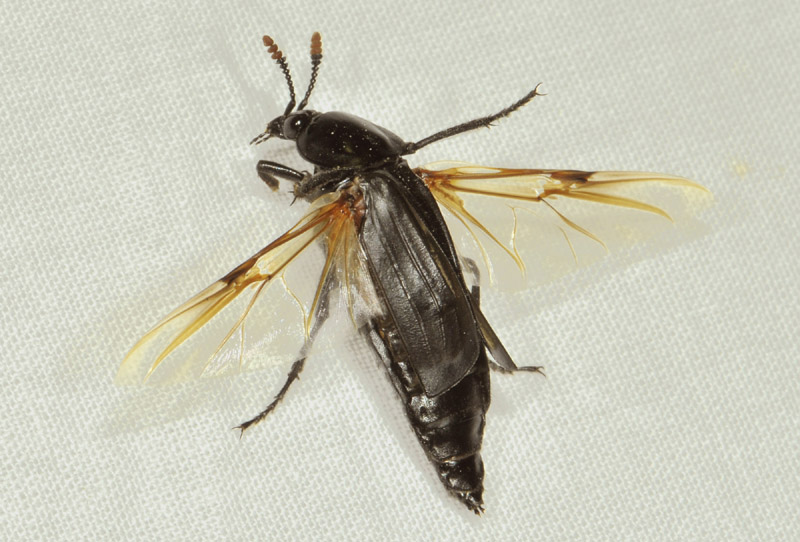 Silphidae: Necrodes littoralis